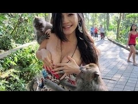 When animals attack People #3 Monkey Attacks Human Funny Monkey Compilation