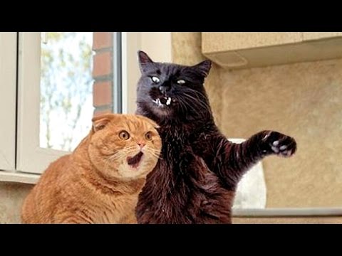 Cats, funniest creatures in animal kingdom – Funny cat compilation