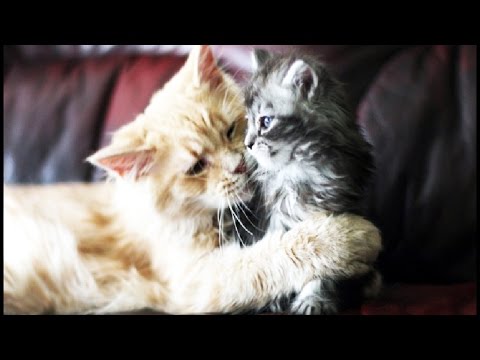 Cats & Kittens ★ Cute Cats and Kittens Playing (BEST OF) [Funny Pets]