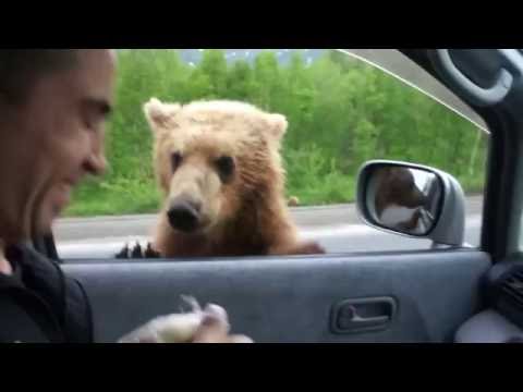 FUNNY BEARS IN RUSSIAN FORESTS ★ Man and Bear