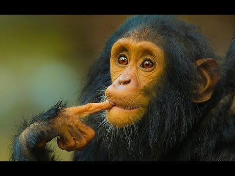 Funny Monkeys At The Zoo / Part 4