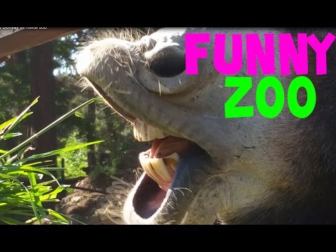 Funny and Cute Zoo Animals Compilation June 2015