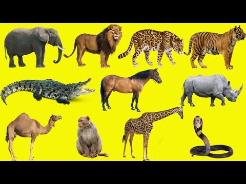 Learning Wild Animals Names and Sounds for kids in English | Funny Lion Elephant Africa Zoo animals