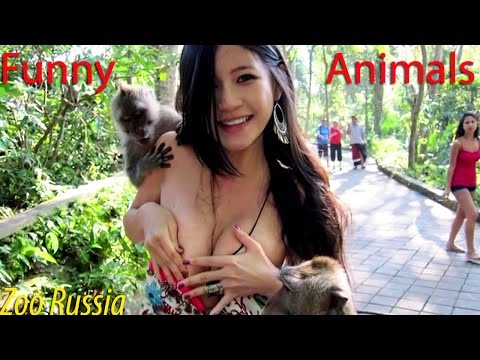 Best Funny Animal Compilation 2016 May #2
