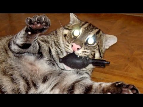 IMPOSSIBLE NOT TO LAUGH – Funniest ANIMAL videos ever