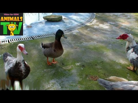 Funny Cute Ducks play the lakeside – Farm animals video for Kids – Animais TV