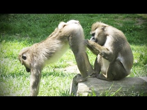 Playing Monkeys ? Funny Baby Monkeys [Funny Pets]