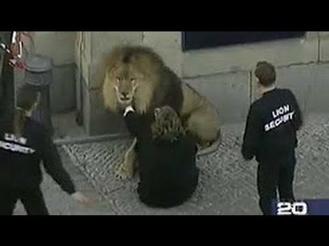 When animals attack BEST Animal Attacks Compilation OF 2017 – Funny People and Wild Animals