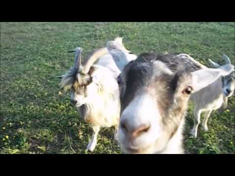 Funny Farm Animals Compilation – Prepare to laugh!