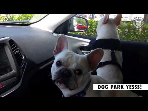 16 Funny Pets Video Compilation 2016
