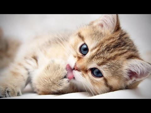 Cats are AWESOME ?  Funny Cats Compilation [Funny Pets]