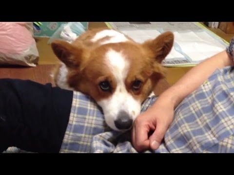 Cutest Dogs Demand Petting And Attention Owner Compilation –  Funny Dog Videos 2017