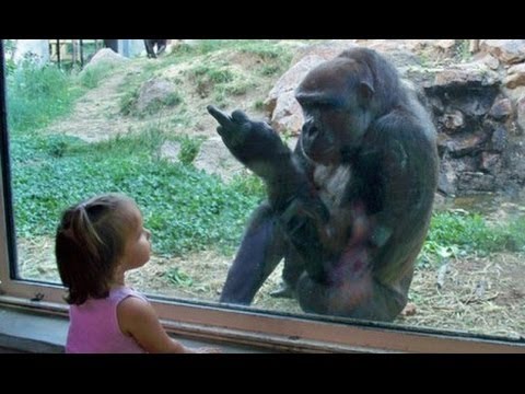 Best Funny kids and Animals Videos | Kids at the Zoo New Compilation 2017