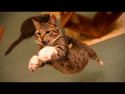 Funny Cat Fails ? Funny Cats Playing [Fun with Animals]