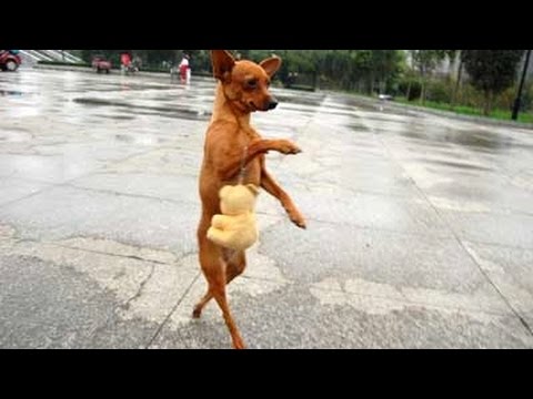 Nobody passed this LAUGH challene YET –  FUNNY DOG videos