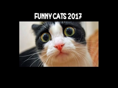 Funny Cats 2017 – Try not to Laugh