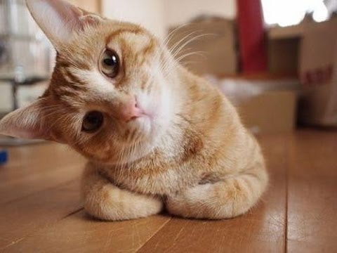*Funny Cats Compilation* [Must See] Funny Cat Videos Ever – Try not to laugh challenge #9