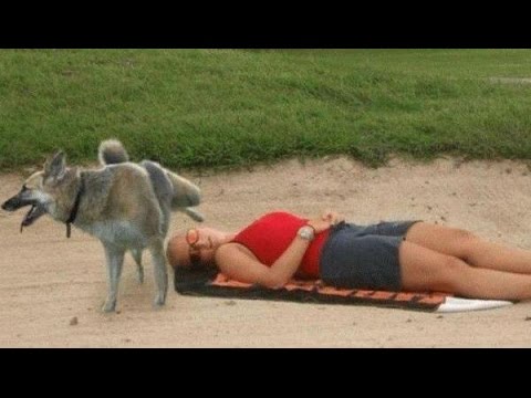 IF YOU LAUGH YOU LOSE – The BEST dog videos ever