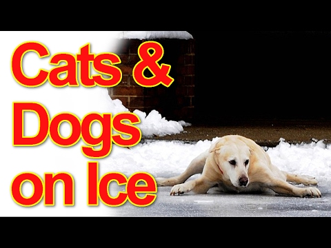 Funny Cats and Dogs on Ice Compilation