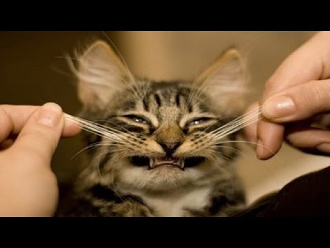 Funny Cats Compilation [Must See] Funny Cat Videos Ever – Try not to laugh challenge #11