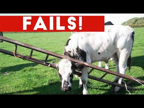 Funniest Animal Fails October 2016 Compilation | Funny Pet Videos