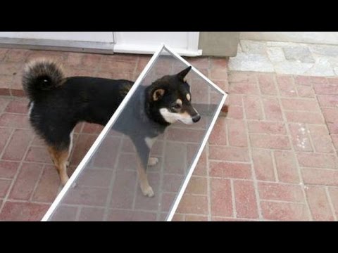 It’s IMPOSSIBLE to SURVIVE THIS LAUGH CHALLENGE – Funniest DOG videos & fails