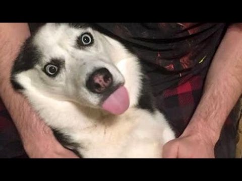 Dogs are so funny, they will definitely make you laugh – Funny DOG videos
