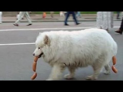 TOP Funny. A Funny Dog Videos – FUNNY VIDEO
