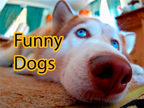 Смешные собаки 2017. Приколы с собакими  | Funny Dogs – A Funny Dog Videos Compilation 2015