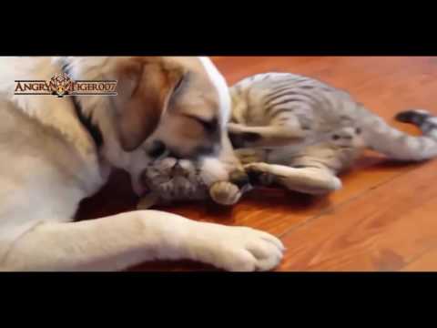 Funny Cats A Funny Cat Videos Compilation
