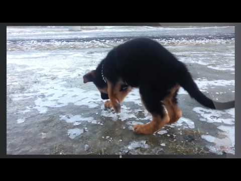Funny Animals on Ice Compilation! (BEST FUNNY ANIMAL COMPILATION)