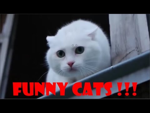 Lustige katzen videos zum totlachen 2017 – Funny Cats