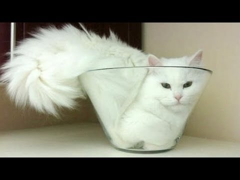 The Best Funny Cats Vine Compilation 2017 || BestVine