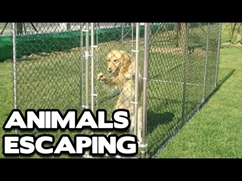 Animal Escape Compilation! (BEST FUNNY ANIMAL COMPILATION)