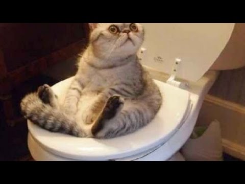 The Best Funny Cats Compilation 2017 || BestVine