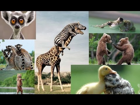 Hahaha! Funniest Video of Wild Animals – Funny wild animals compilation
