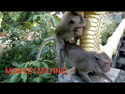 Monkey Meeting Tourist 2016 – Most Amazing Wild Animal Attacks Funny Videos – Try Not To Laugh