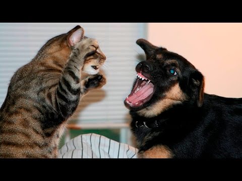 Funny Cats And Dogs Part 7 – Funny Cats vs Dogs – Funny Animals Compilation