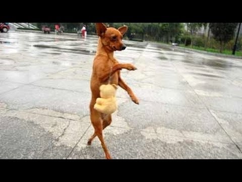 TOP Funny. A Funny Dog Videos – FUNNY VIDEO