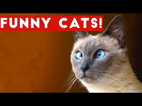 Funny Cats Compilation 2017 | Best Funny Cat Videos Ever