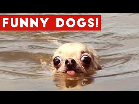 Top 50 Funny Dog Videos That Are Guaranteed To Make You Smile | Funny Pet Videos