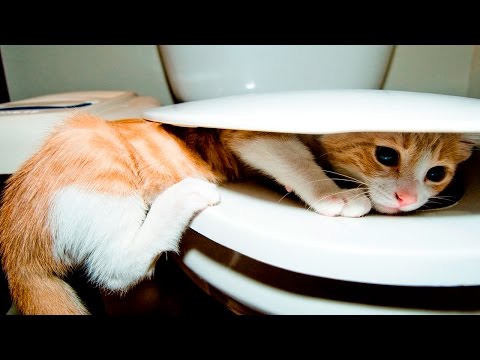 Funny Cats 2017 – Funny Cats Takes a Bath in the Toilet – Funny Cat Fails