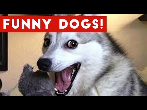 Funny Dogs Compilation 2017 | Best Funny Dog Videos Ever