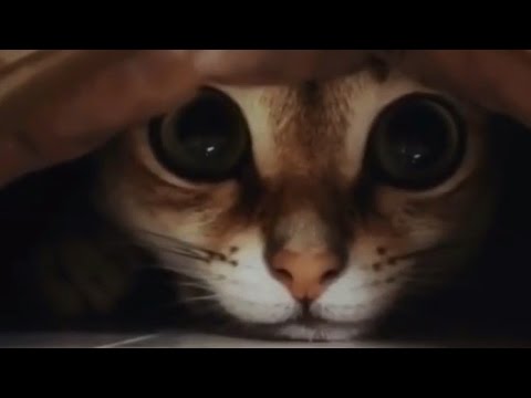 Funny Cats – Russian Edition 2017