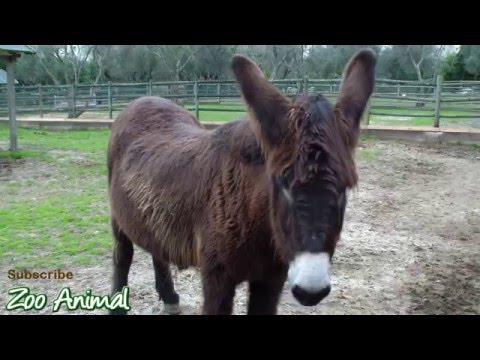 Donkey on the farm animals – Farm animals video for kids – Animais TV
