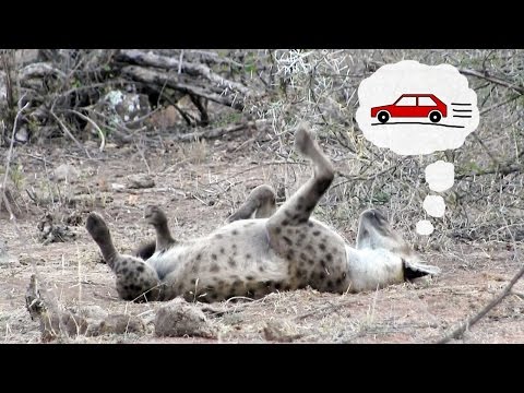 Sleeping hyena chasing cars | Funny wild animal behavior from Kruger National Park, South Africa