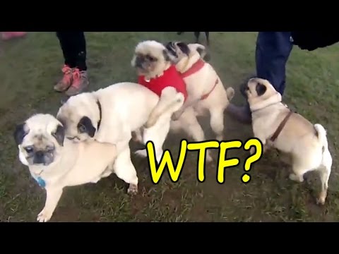 Survive This LAUGH CHALLENGE If You Can – BEST FUNNY DOG VIDEOS | BESMILE ツ