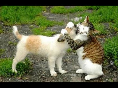 CATS or DOGS – Who is better? – Ultimate funny cats and dogs compilation