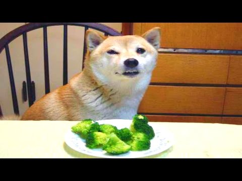 10 Funny Dog Videos