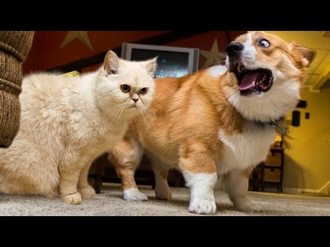 Unbeatable TRY NOT TO LAUGH CHALLENGE – Super FUNNY DOG compilation
